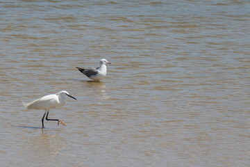 Seidenreiher (Egretta garzetta), Südafrika