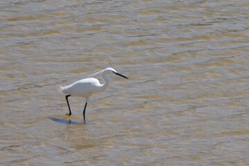 Seidenreiher (Egretta garzetta), Südafrika