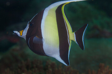 Surgeonfish in the Pacific Ocean. Pacific marine fauna. Koh lippe island