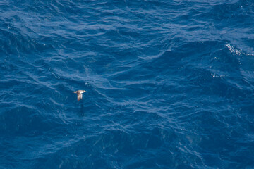 Naklejka premium Vale Pijlstormvogel, Balearic Shearwater, Puffinus mauretanicus