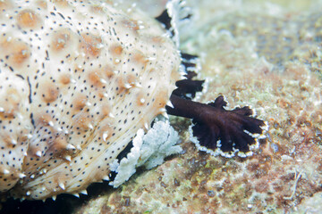 Worm or sea cucumber thailand