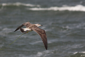 Baltische Mantelmeeuw, Baltic Gull, Larus fuscus fuscus