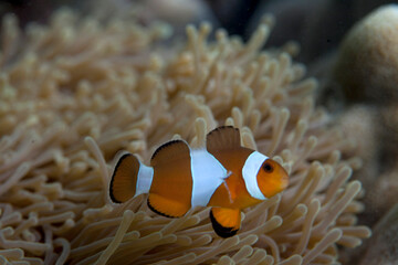 Naklejka na ściany i meble A clown fish or nemo fish in a marine anemone