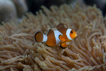 A clown fish or nemo fish in a marine anemone