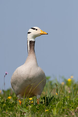 Bar-headed Goose, Indische Gans, Anser indicus