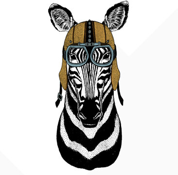 Zebra vector portrait. Head of african wild animal zebra.
