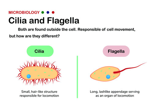 Biology diagram present different of cilia and flagella in eukaryote and prokaryote organism