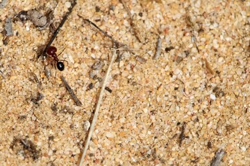Furnace Ant (Melophorus), South Australia