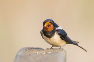 Boerenzwaluw, Barn Swallow, Hirundo rustica