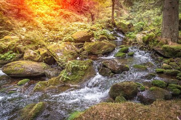 Mountain stream in green forest at summer time