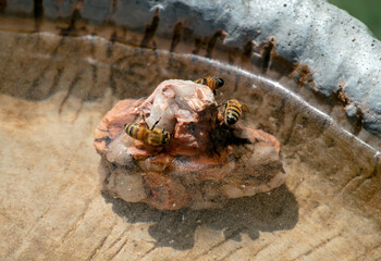 Three honey bees get refreshment from water in a bird bath while they use a rock to stand on. Bokeh effect.