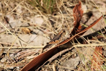 Short-horned Grasshopper (Acrididae), South Australia