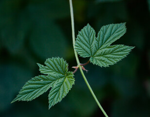 close up of green leaves