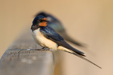 Boerenzwaluw, Barn Swallow, Hirundo rustica