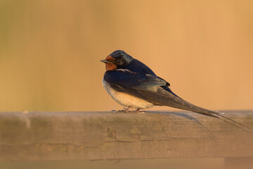 Boerenzwaluw, Barn Swallow, Hirundo rustica