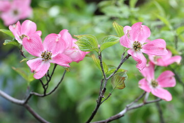 Obraz premium ハナミズキ