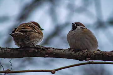 sparrow on a branch