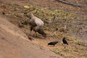 galinha. passaros, chacarra, animais, aves, vida no campo, galinha comendo