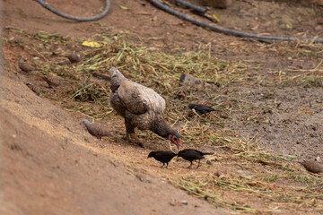 galinha. passaros, chacarra, animais, aves, vida no campo, galinha comendo