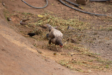galinha. passaros, chacarra, animais, aves, vida no campo, galinha comendo