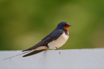 Boerenzwaluw, Barn Swallow, Hirundo rustica