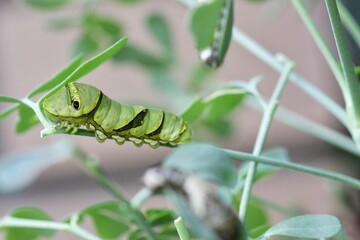 アゲハ蝶の幼虫