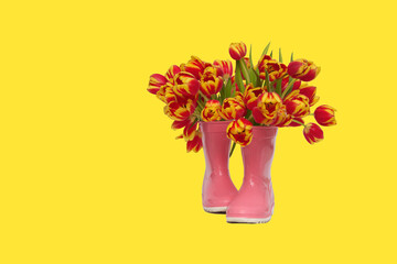 red flowers tulips in pink rubber boots on yellow background, isolate