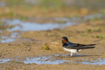 Boerenzwaluw, Barn Swallow, Hirundo rustica