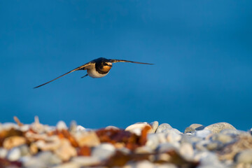 Boerenzwaluw, Barn Swallow, Hirundo rustica