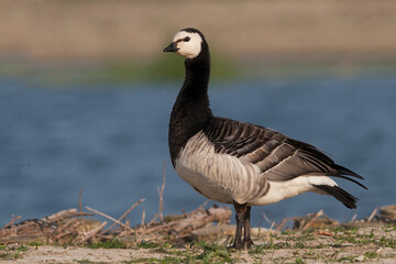 Brandgans, Barnacle Goose, Branta leucopsis