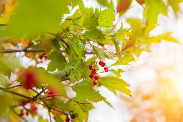 Close-up on a bunch of red rowan on a tree on an autumn day during a fall.