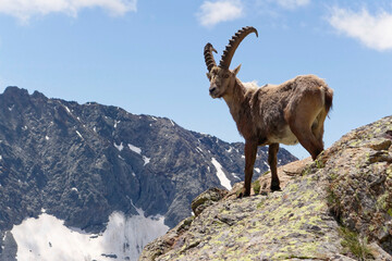 Male Alpine Ibex (Capra ibex) in French Alps 