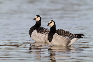 Brandgans, Barnacle Goose, Branta leucopsis