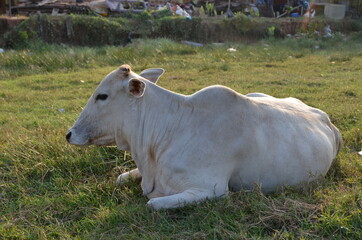 Indian cow lies in the meadow, black crows sit on the cow