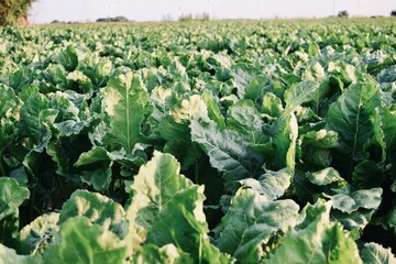 Sugar Beets