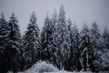 Thüringer Wald im Schnee