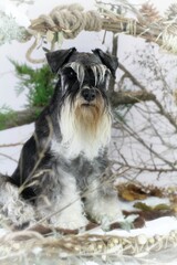 miniature schnauzer in forest