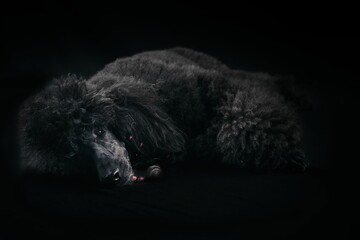 royal poodle in black background
