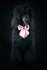 royal poodle in black background
