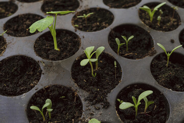 Young green shoots of seedlings in plastic capacity cassette. Seedlings in pots. Selective focus.