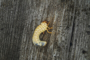 Garden larva insect pest. Cockchafer beetle larvae straightened up on wooden surface.