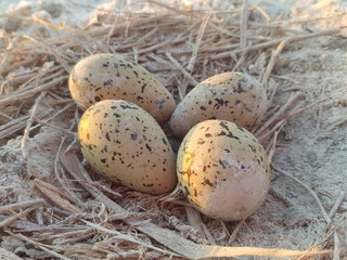Clutch of seagull eggs