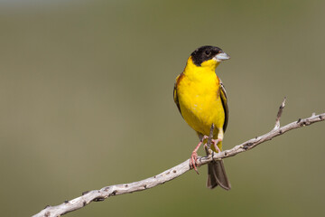 Zwartkopgors, Black-headed Bunting, Emberiza melanocephala