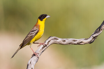 Zwartkopgors, Black-headed Bunting, Emberiza melanocephala