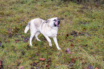 A cute dog licks on the run on the green grass. The dog stuck out its tongue