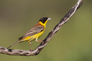 Obraz premium Zwartkopgors, Black-headed Bunting, Emberiza melanocephala