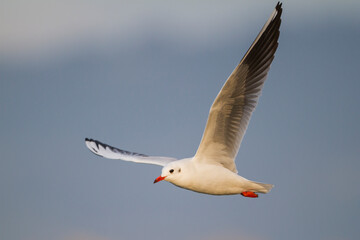 Black-headed Gull, Kokmeeuw, Larus ridibundus