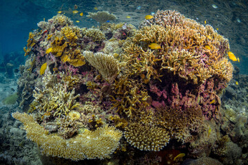 Fototapeta na wymiar Pristine hard coral in shallow coral reef
