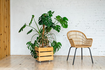 A rattan wicker chair against a white brick wall with a large potted plant. modern stone brick wall empty living room. Bright interior. Minimalism