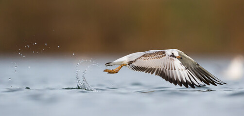 Kokmeeuw, Common Black-headed Gull, Croicocephalus ridibundus